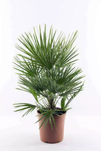 Lade das Bild in den Galerie-Viewer, Echte Palme "Vulcano" 90-100 cm Zwergpalme Chamaerops Humilis, winterhart bis -12°C