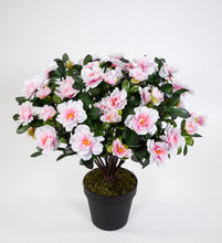 Lade das Bild in den Galerie-Viewer, Große Azalee im Topf 36 cm Höhe 56 Blüten light-pink