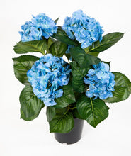 Lade das Bild in den Galerie-Viewer, Hortensienbusch blau, 42 cm, im Topf.