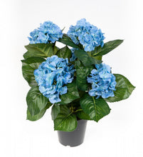 Lade das Bild in den Galerie-Viewer, Hortensienbusch blau, 42 cm, im Topf.