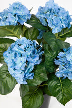 Lade das Bild in den Galerie-Viewer, Hortensienbusch blau, 42 cm, im Topf.