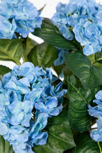 Lade das Bild in den Galerie-Viewer, Hortensienbusch blau, 42 cm, im Topf.