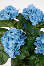 Lade das Bild in den Galerie-Viewer, Hortensienbusch blau, 42 cm, im Topf.