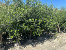 Lade das Bild in den Galerie-Viewer, Echter, 45 Jahre alter Olivenbaum 220 cm Höhe, dicke Stämme, beste Qualität. Winterhart.