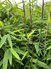 Lade das Bild in den Galerie-Viewer, 4 x Schwarzer Bambus - Fargesia Nitida Black Pearl 40 cm Höhe zum einpflanzen.