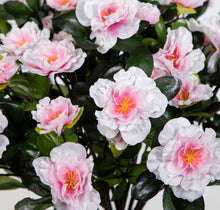 Lade das Bild in den Galerie-Viewer, Große Azalee im Topf 36 cm Höhe 56 Blüten light-pink