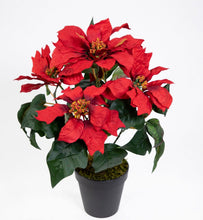 Lade das Bild in den Galerie-Viewer, Weihnachtsstern Poinsettie im Topf 36cm rot