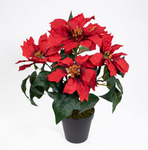Lade das Bild in den Galerie-Viewer, Weihnachtsstern Poinsettie im Topf 36cm rot