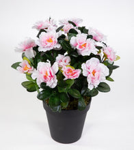 Lade das Bild in den Galerie-Viewer, Azalea im Töpfchen 24 cm Höhe light-pink