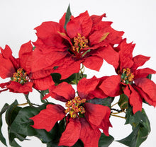 Lade das Bild in den Galerie-Viewer, Weihnachtsstern Poinsettie im Topf 36cm rot