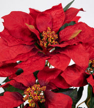 Lade das Bild in den Galerie-Viewer, Weihnachtsstern Poinsettie im Topf 36cm rot
