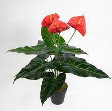 Lade das Bild in den Galerie-Viewer, Anthurie Real Touch 50 cm rot im Topf
