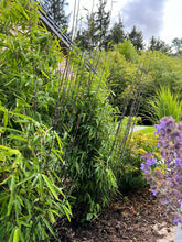 Lade das Bild in den Galerie-Viewer, 4 x Schwarzer Bambus - Fargesia Nitida Black Pearl 40 cm Höhe zum einpflanzen.