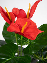 Lade das Bild in den Galerie-Viewer, Anthurie Real Touch 50 cm rot im Topf
