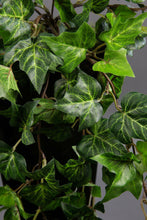 Lade das Bild in den Galerie-Viewer, Waldefeubusch, Efeuranke 45 cm