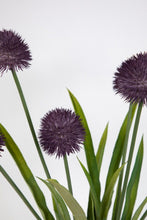 Lade das Bild in den Galerie-Viewer, Alliumpflanze 60 cm lila im Topf
