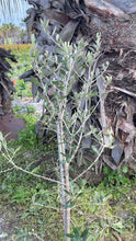Lade das Bild in den Galerie-Viewer, Echte 2x Olivenbäume 140-180 cm Höhe im Doppelpack. Pflanze in der Box! Beste Qualität. Robust.
