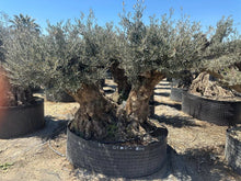 Lade das Bild in den Galerie-Viewer, Echter, 300 Jahre alter Olivenbaum 260 cm Höhe, dicke Stämme, beste Qualität. Winterhart.