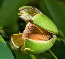 Lade das Bild in den Galerie-Viewer, Echter Walnussbaum - Juglans regia - Winterharte Pflanze 150-170cm.