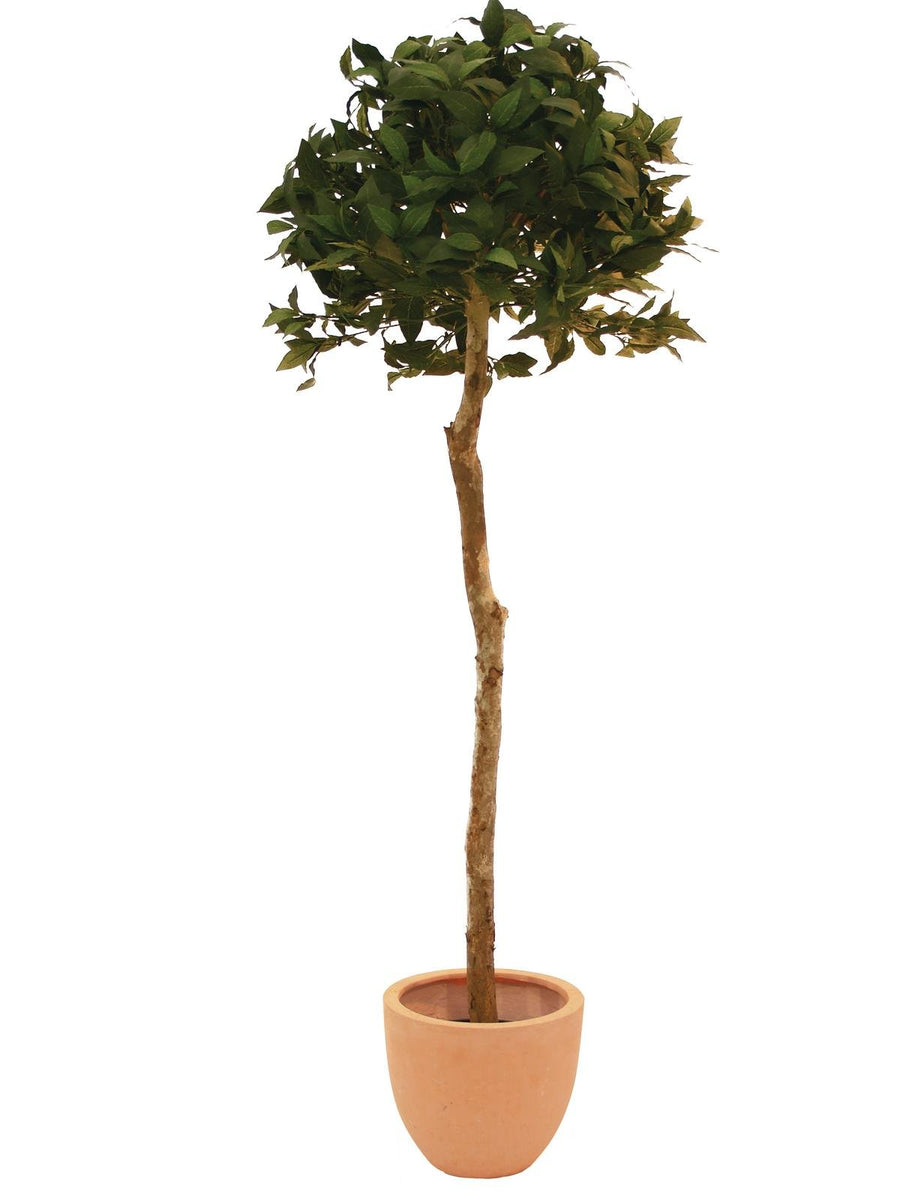 Knstlicher Lorbeerbaum mit Seidenblttern und Naturstamm. 180 cm. Pfl