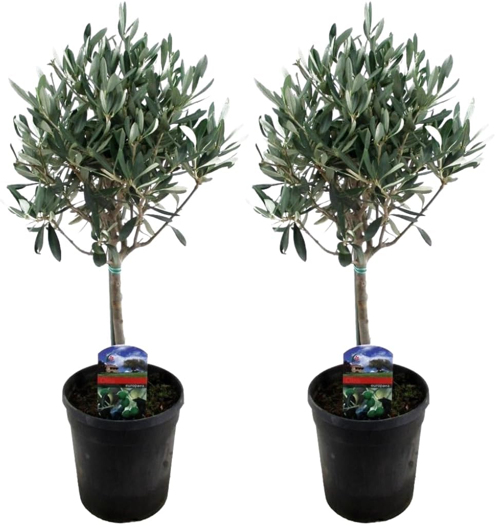 Echte 2x Olivenbäume 50-60 / 70-90 cm Höhe im Doppelpack. – Sunrise