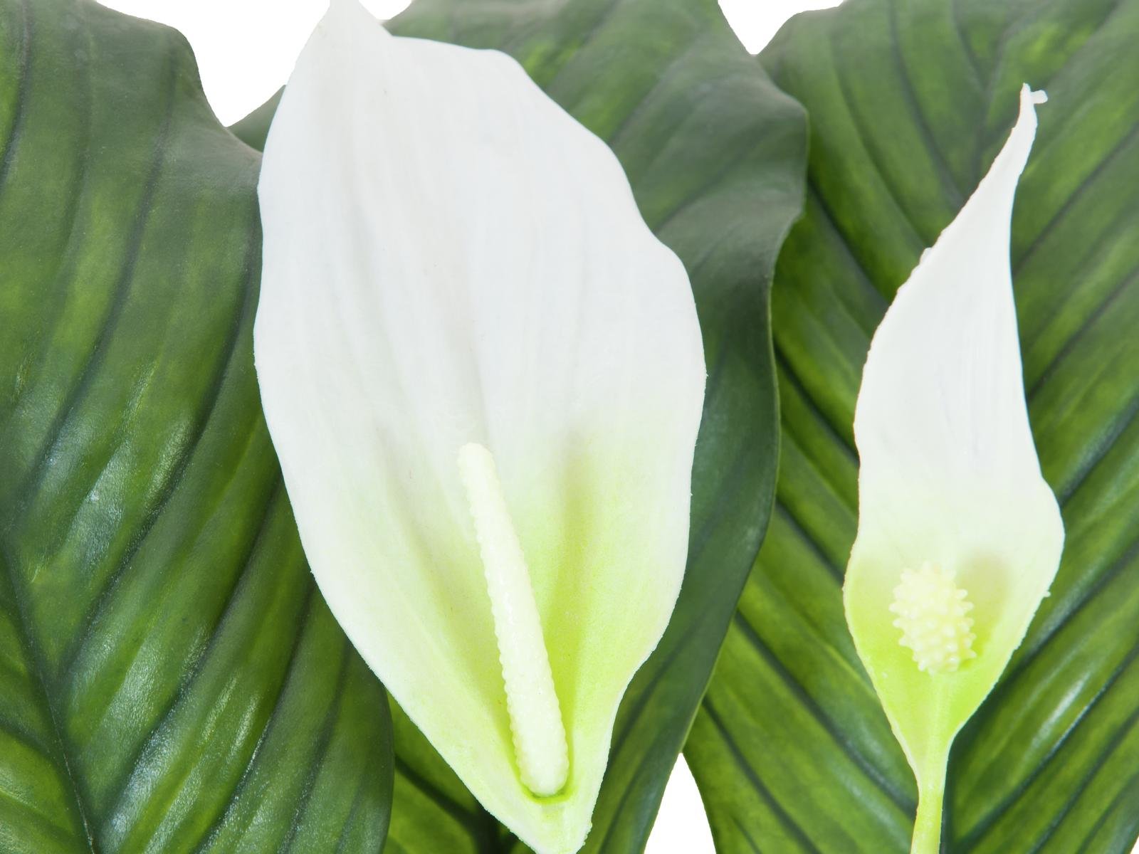 spathiphyllum kunstpflanze Spathiphyllum deluxe, Kunstpflanze, 83 cm – Sunrise