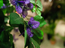 Lade das Bild in den Galerie-Viewer, Künstlicher Bougainvillea-Baum lila 1,50 - 1,80 Meter
