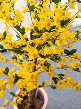 Lade das Bild in den Galerie-Viewer, Künstlicher Forsythienbaum mit 3 Natur-Stämmen, gelb 150 cm
