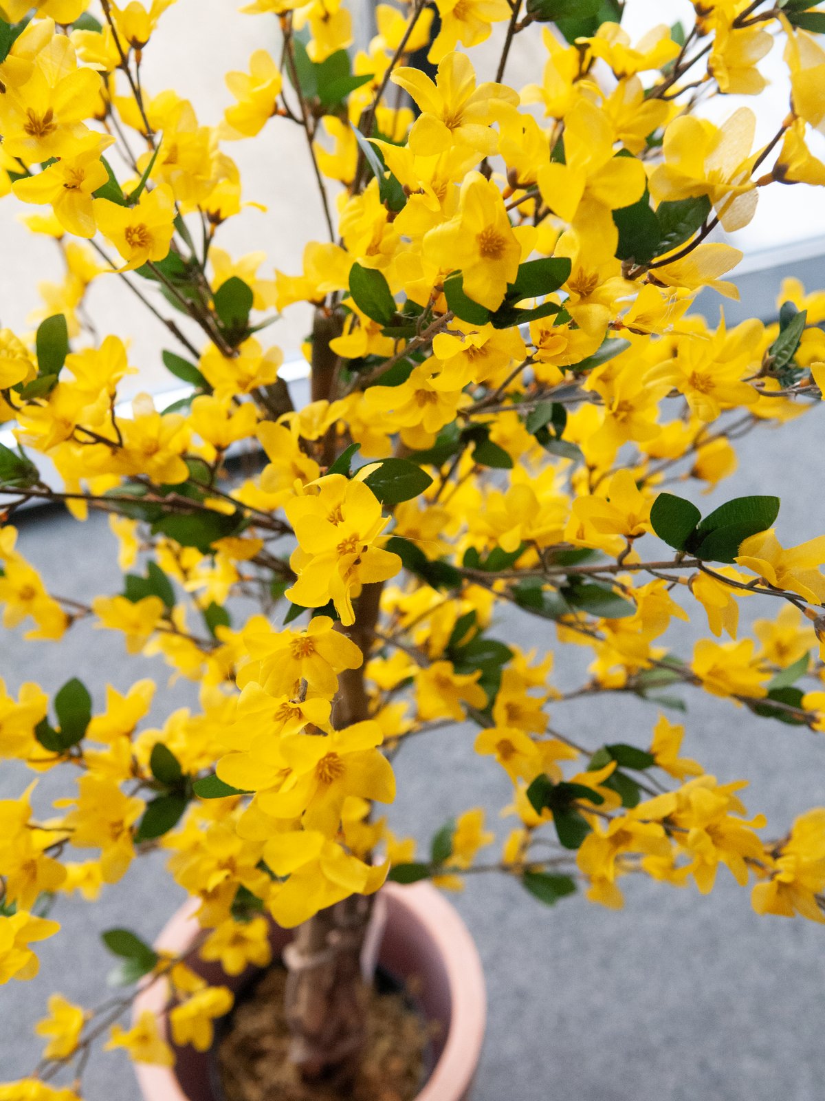 Künstlicher Forsythienbaum mit 3 Natur-Stämmen, gelb 150 cm – Sunrise