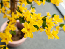 Lade das Bild in den Galerie-Viewer, Künstlicher Forsythienbaum mit 3 Natur-Stämmen, gelb 150 cm
