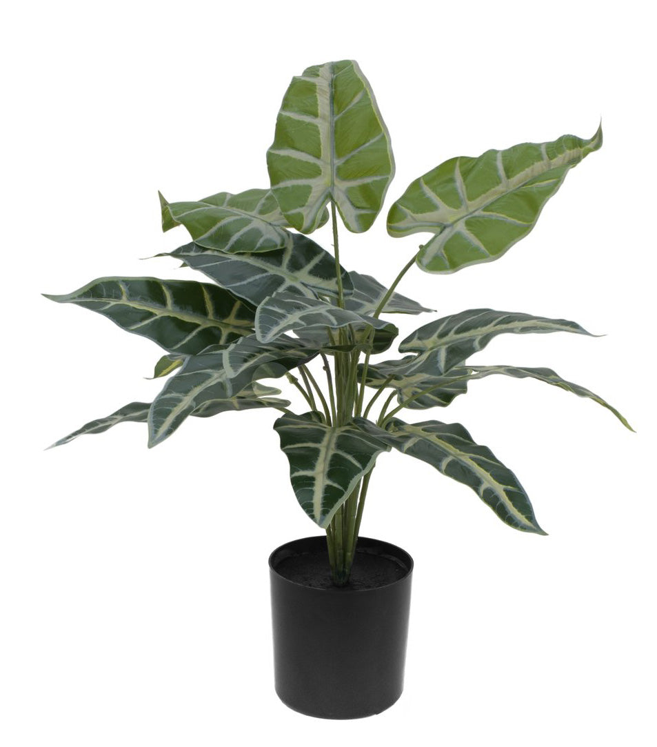zimmerpflanze caladium Caladium Pflanze 38 cm – Sunrise