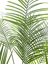 Lade das Bild in den Galerie-Viewer, Künstliche Areca-Palme (Betelpalme) mit üppigem Blattwerk. 125 - 185 cm
