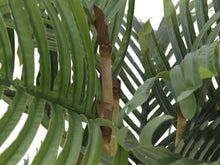 Lade das Bild in den Galerie-Viewer, Künstliche Kentia-Palme 1,40 Meter mit 19 Palmwedeln
