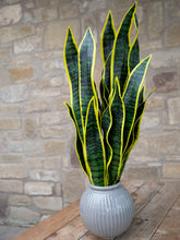 Lade das Bild in den Galerie-Viewer, Bogenhanf Sansevieria grün-gelb 60 cm
