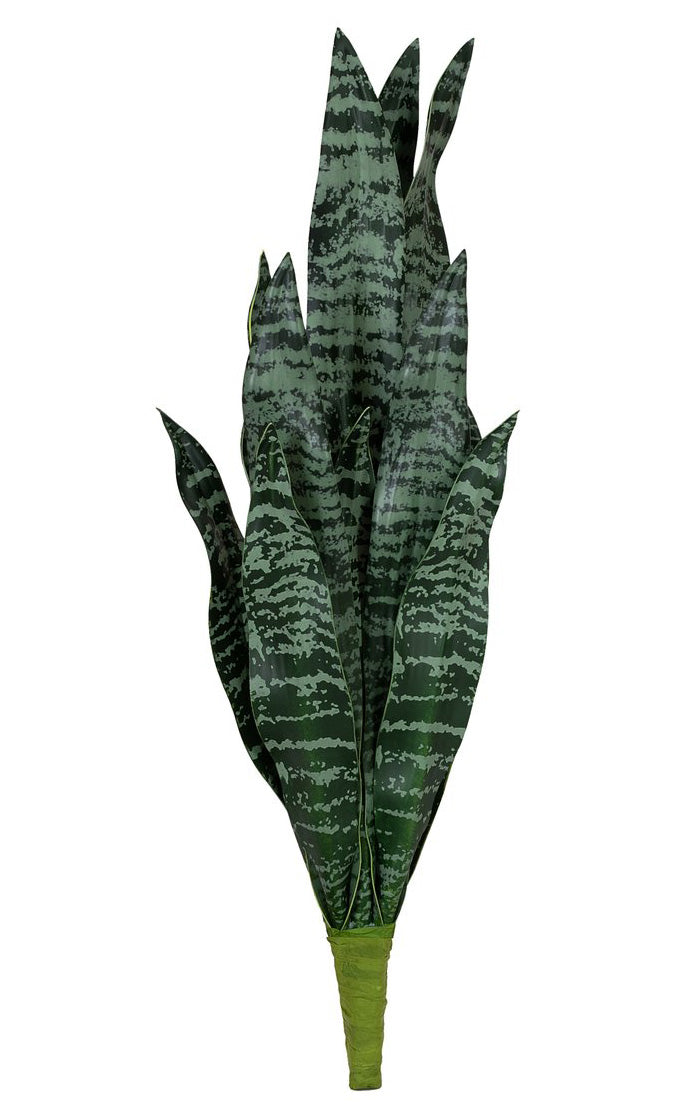 Bogenhanf Sansevieria grün 60 cm