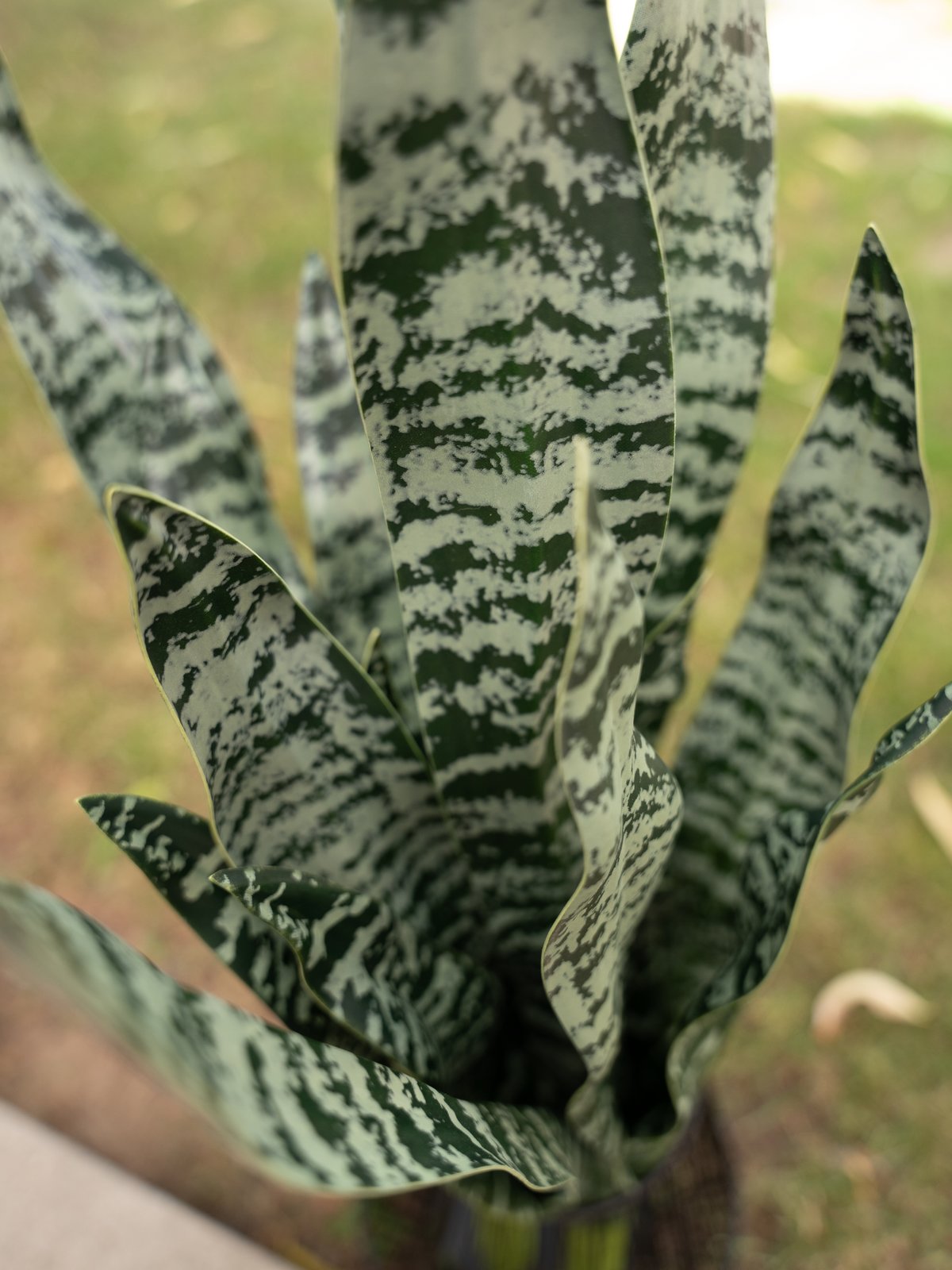 Bogenhanf Sansevieria grün 60 cm – Sunrise