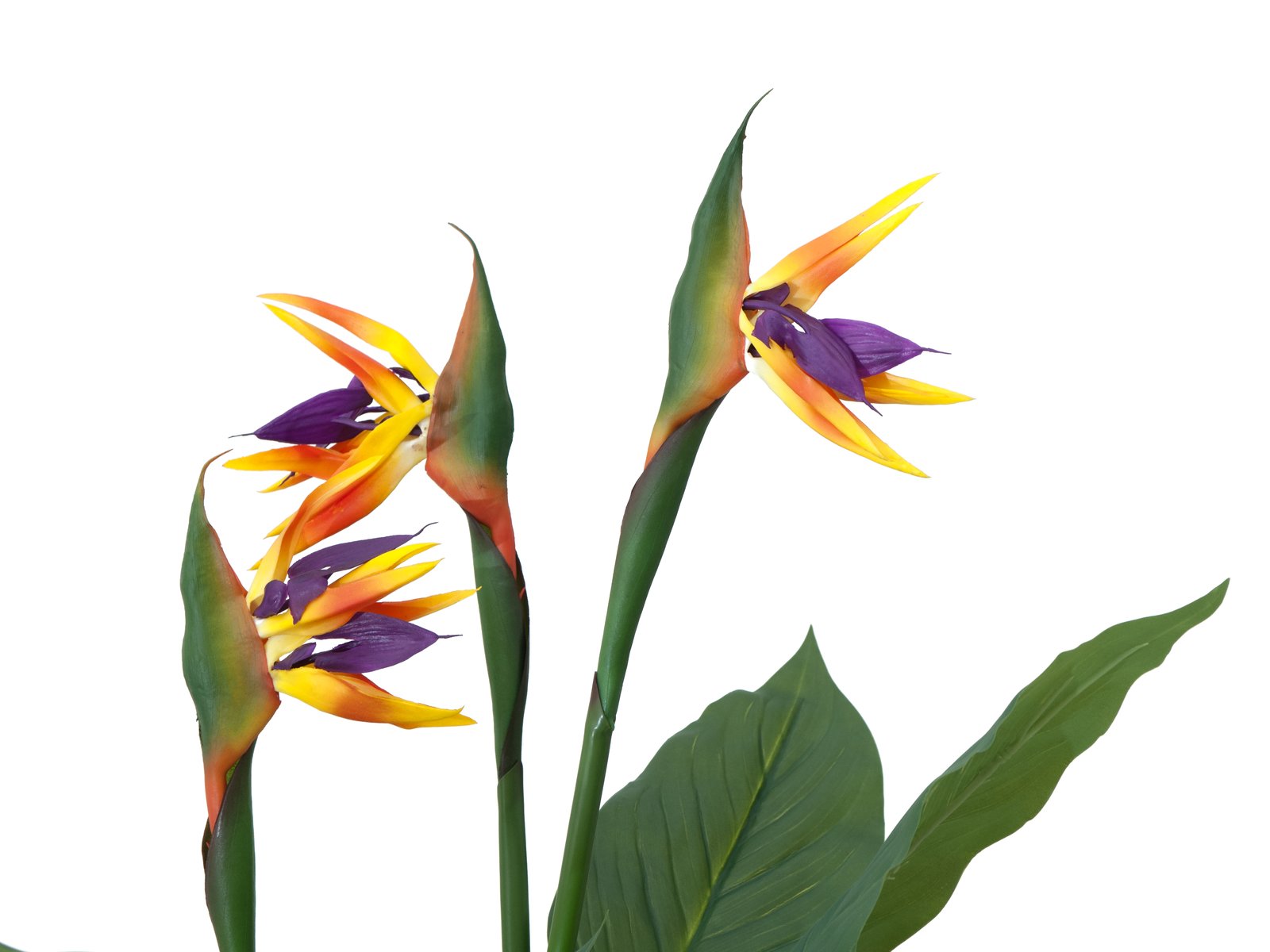 Künstliche Strelizie. Paradiesvogelblume. 90 cm. – Sunrise