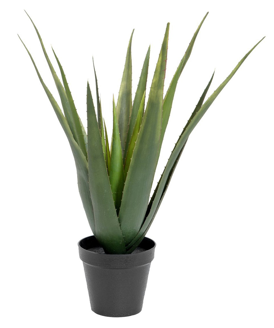 monstera thai constellation ableger Monstera Thai Constellation Crème Brûlée Steckling – whiteleafplants
