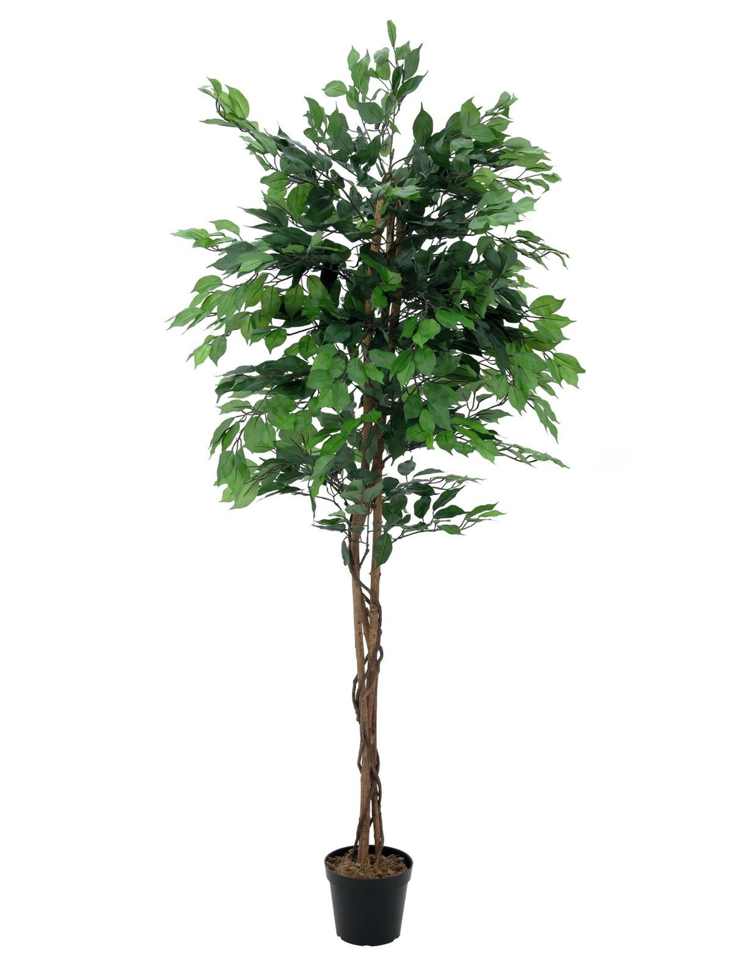 Künstlicher Ficus-Benjamini-Baum mit Naturstamm und seidenen Blättern. 150 bis 500 cm