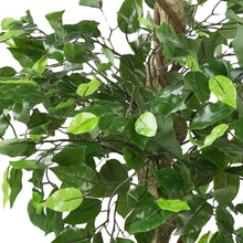 Lade das Bild in den Galerie-Viewer, Künstlicher Ficus-Benjamini 150 cm mit 2 Baumkronen. Zierpflanze, Ziergewächs.
