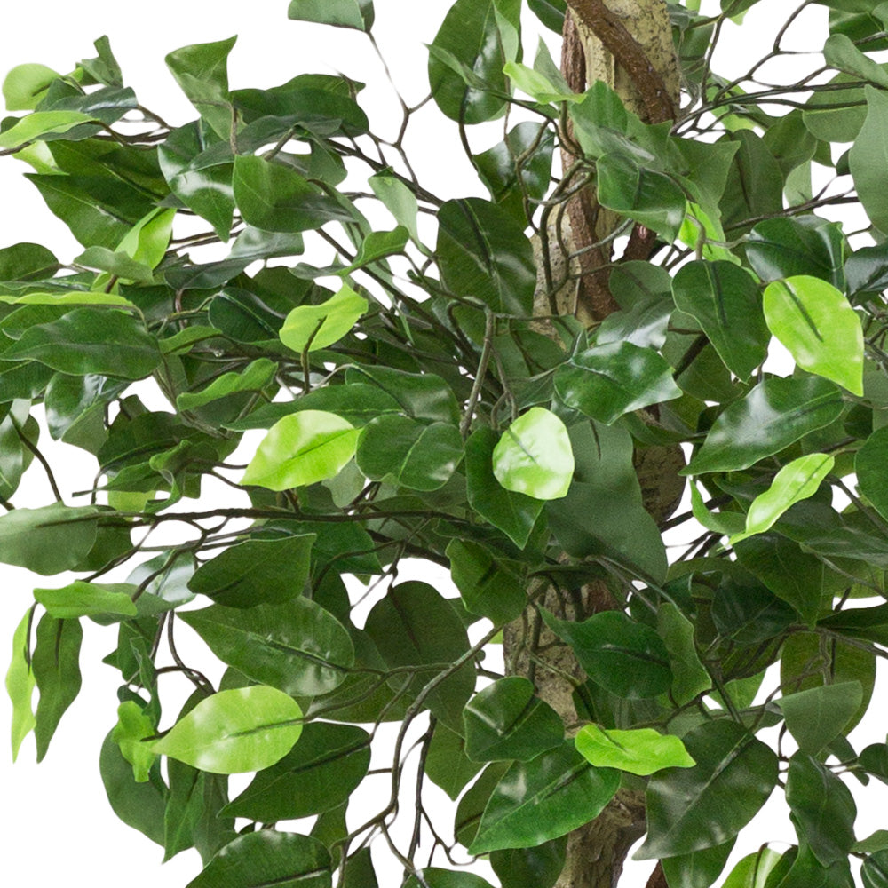 Künstlicher Ficus-Benjamini 150 cm mit 2 Baumkronen. Zierpflanze, Zier –  Sunrise