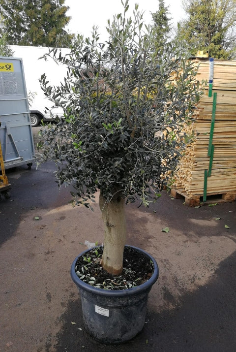 Echter, 30 Jahre alter Olivenbaum 180-200 cm Höhe, dicke Stämme (Umfan –  Sunrise