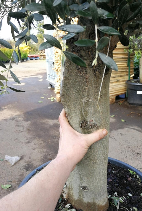 Echter, 30 Jahre alter Olivenbaum 180-200 cm Höhe, dicke Stämme (Umfan –  Sunrise