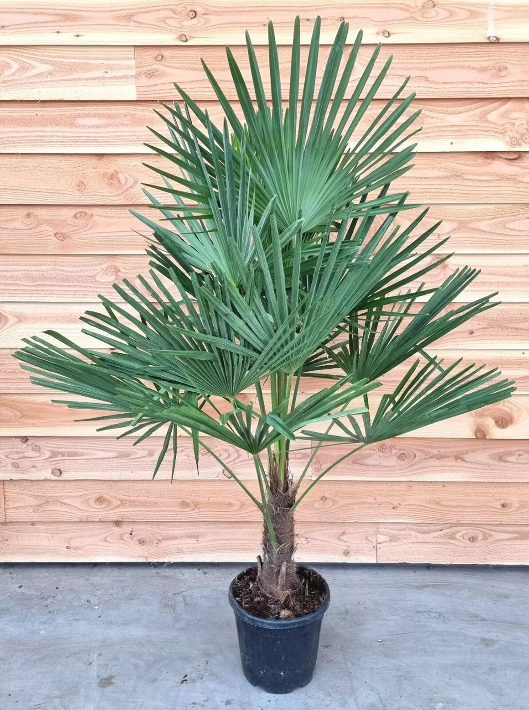Echte Palme 140 cm Trachycarpus Fortunei Hanfpalme - Chinesische Fächerpalme - Winterhart bis minus 18 Grad
