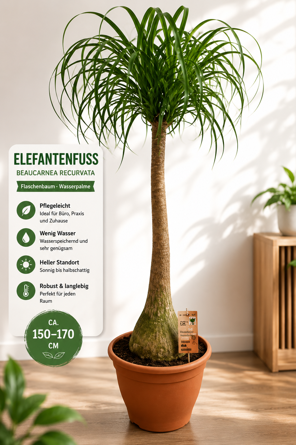 Elefantenfuß 150-170 cm Beaucarnea recurvata Flaschenbaum Wasserpalme
