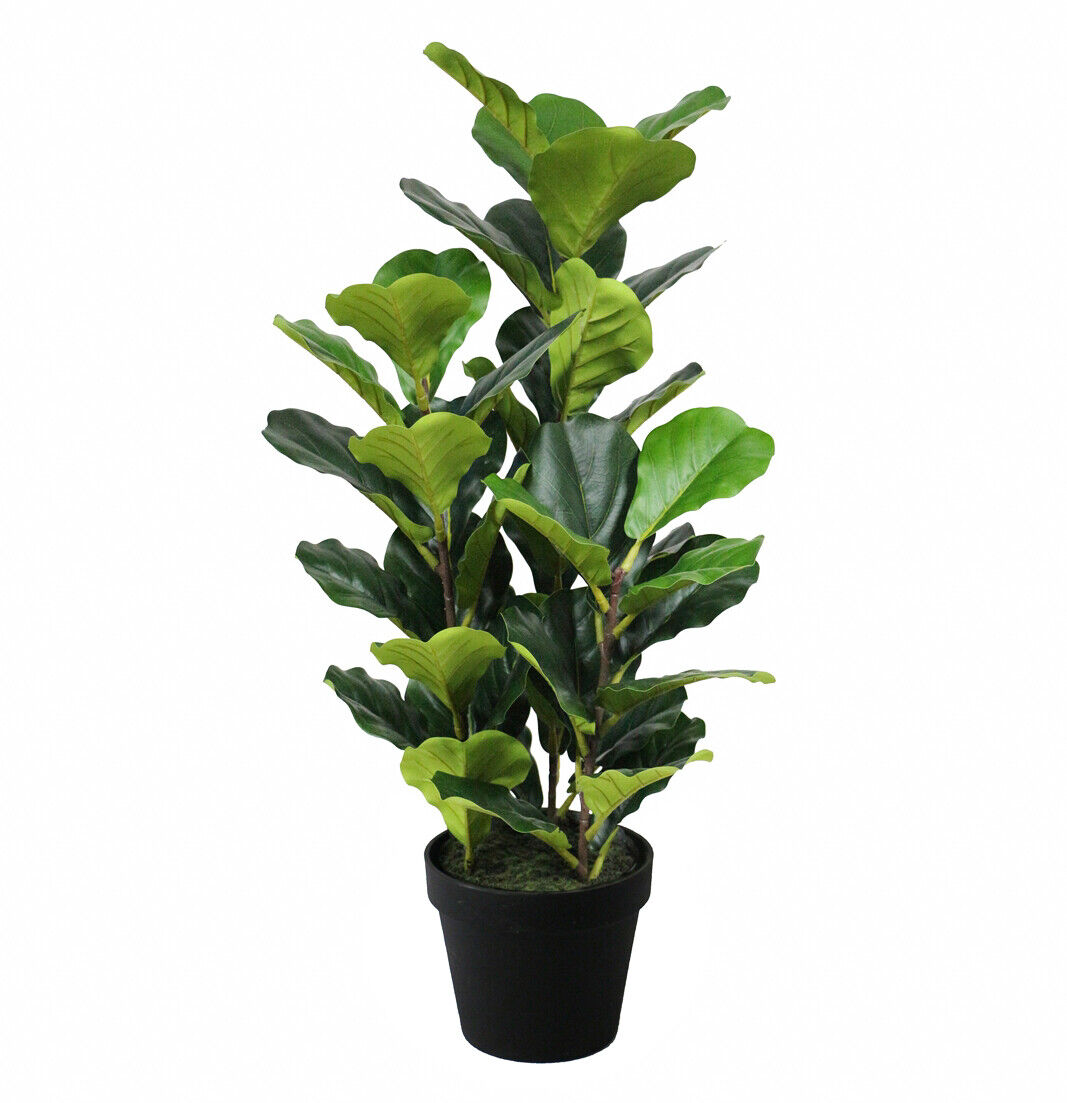 Geigenfeige 90cm  Sunrise
