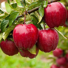 Lade das Bild in den Galerie-Viewer, Echter Apfelbaum Red Delicious. Winterhart. 150-170cm im Topf - süße Früchte.
