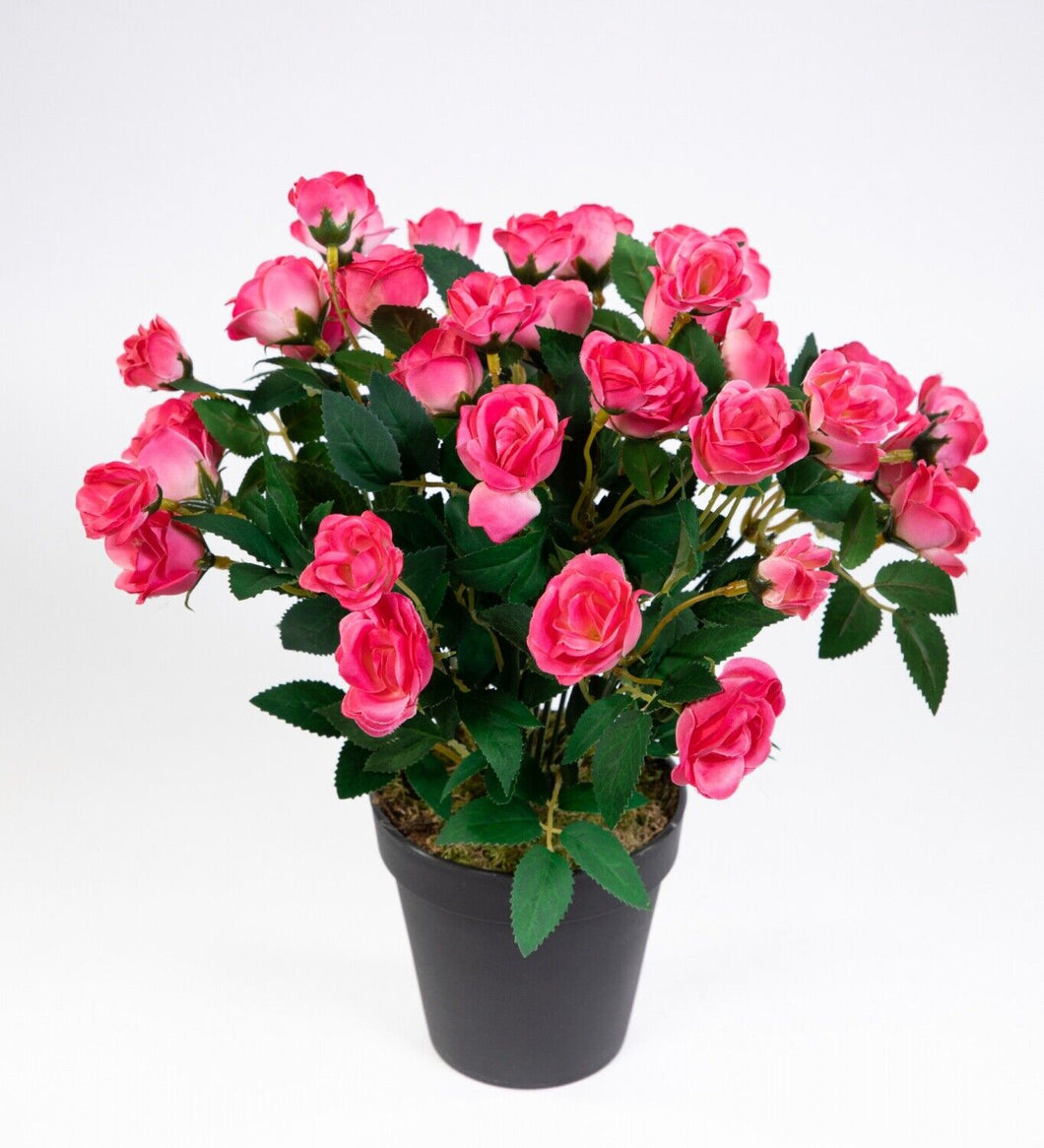 Rosenbusch 30cm pink im Topf