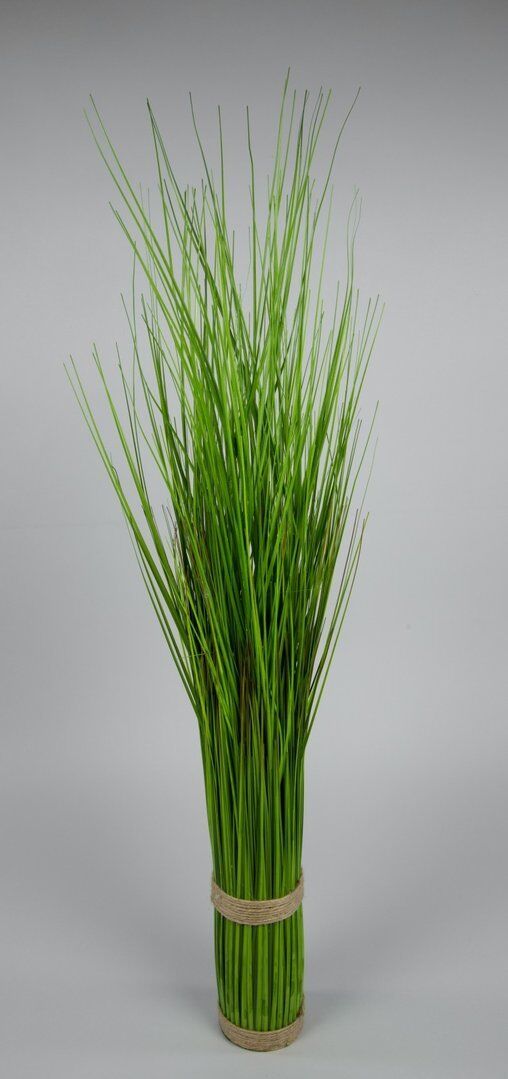 portugiesischer kirschlorbeer bewässerung Portugiesischer Kirschlorbeer Angustifolia Höhe 140-160 cm Ballenware main image 1
