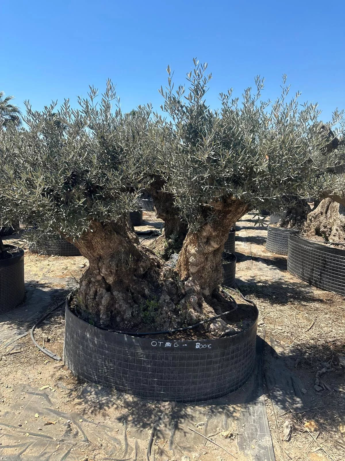 Echter, 300 Jahre alter Olivenbaum 260 cm Höhe, dicke Stämme, beste  Qualität. Winterhart